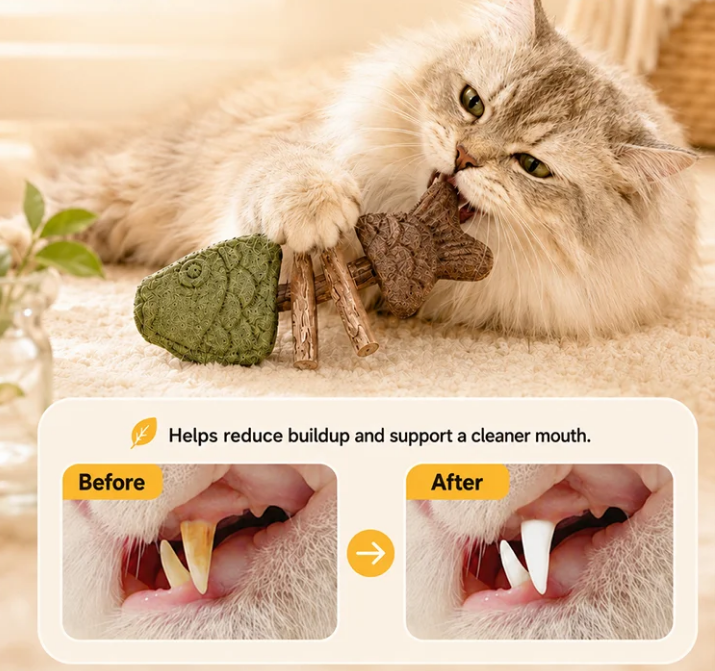 Chew Clean, Fresh & Happy